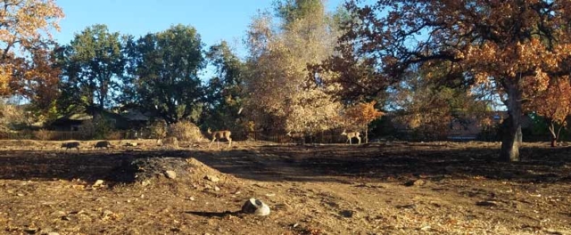 Lions Turtle Bay Run 2018 deer enjoying the race event